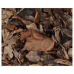 ProRep Bio Life Leaf Litter Forest 3L - Image 3