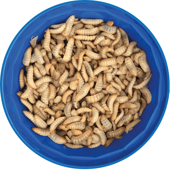 Live Calci Worms (Large) 500 - The very Best quality with no soil! FREE tweezers - Image 1
