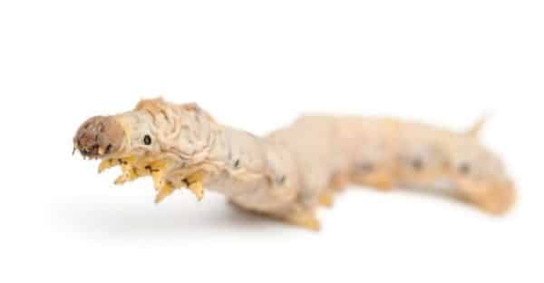 Silkworm Breeding Kit - Grow your own silkworms from eggs! SILK LIFE CYCLE - Image 4