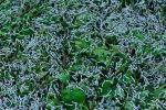 Silkworm Breeding Kit - Grow your own silkworms from eggs! SILK LIFE CYCLE