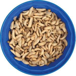 Live Calci Worms (Large) 1000 - The very Best quality and no soil! FREE tweezers